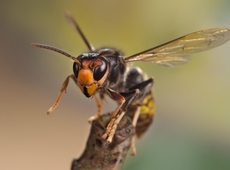 Aziatische hoornaars zijn een vloek voor imkers en fruitboeren. De insecten eten immers de honingbijen op. — © cc - Gilles San Martin